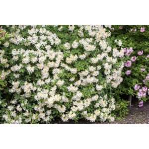 Blühender, gelber Rhododendron Luteum Daviesii Strauch, 70-80 cm hoch.