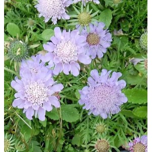Nahaufnahme der zartlila blühenden Tauben-Skabiose Misty Butterflies (Scabiosa columbaria).