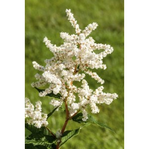 Nahaufnahme der weißen Blütenstände einer Astilbe Japonica 'Deutschland' Prachtspiere.