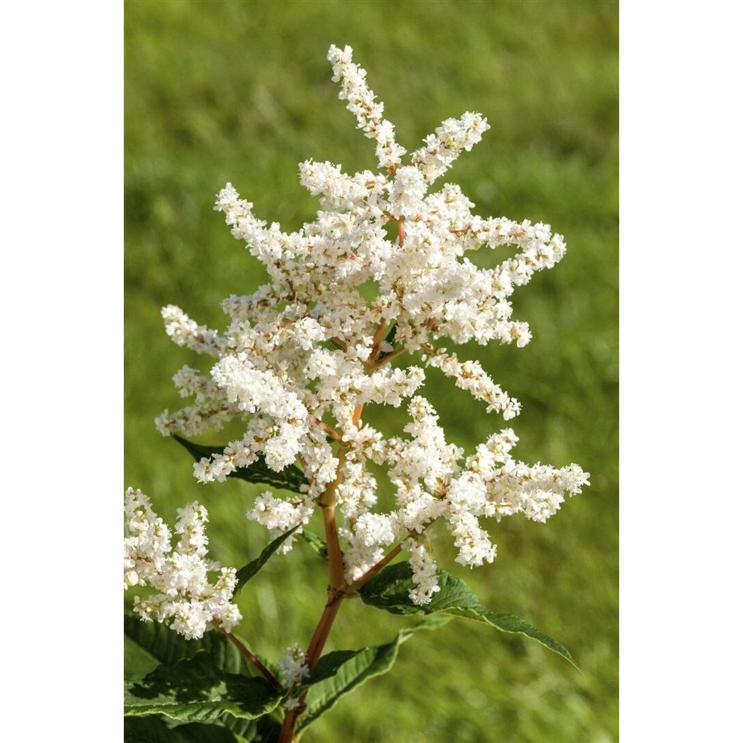 Astilbe Japonica Deutschland Prachtspiere Ca. 9x9 cm Topf günstig online kaufen