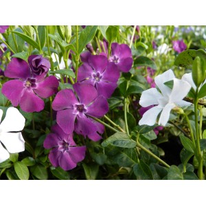 Immergrün Austria Rot-Weiß (Vinca minor) im Topf mit rotvioletten und weißen Blüten.