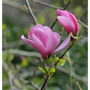 Nahaufnahme einer rosa Magnolie Galaxy Blüte am Strauch.