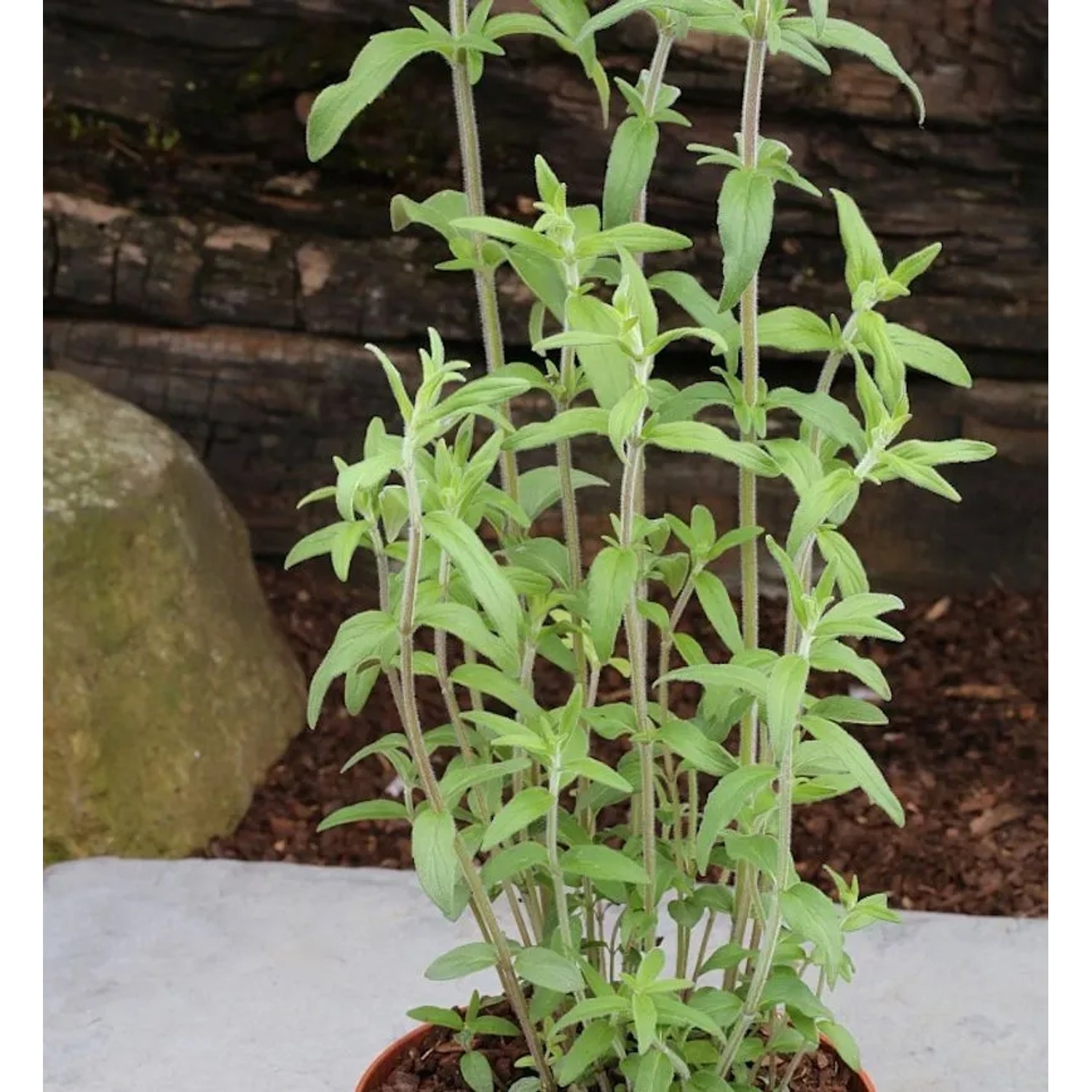 Grannenlose Scheinbergminze - Pycnanthemum muticum