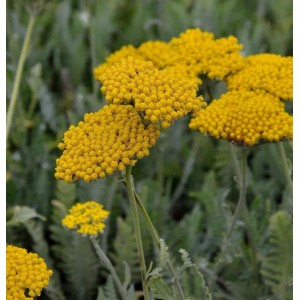 Gelbe Schafgarbe 'Hannelore Pahl' (Achillea filipendulina) im Detail. Blütenstand der Staude.