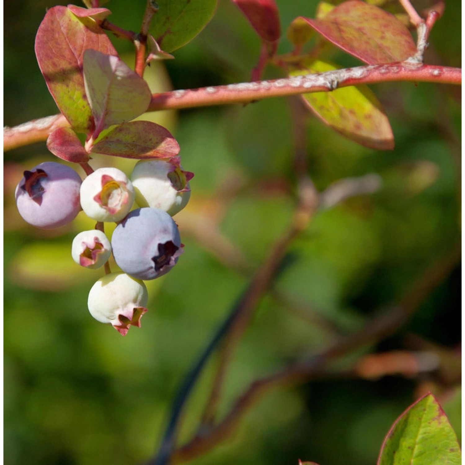 Heidelbeere Nelson 40-60cm - Vaccinium corymbosum günstig online kaufen