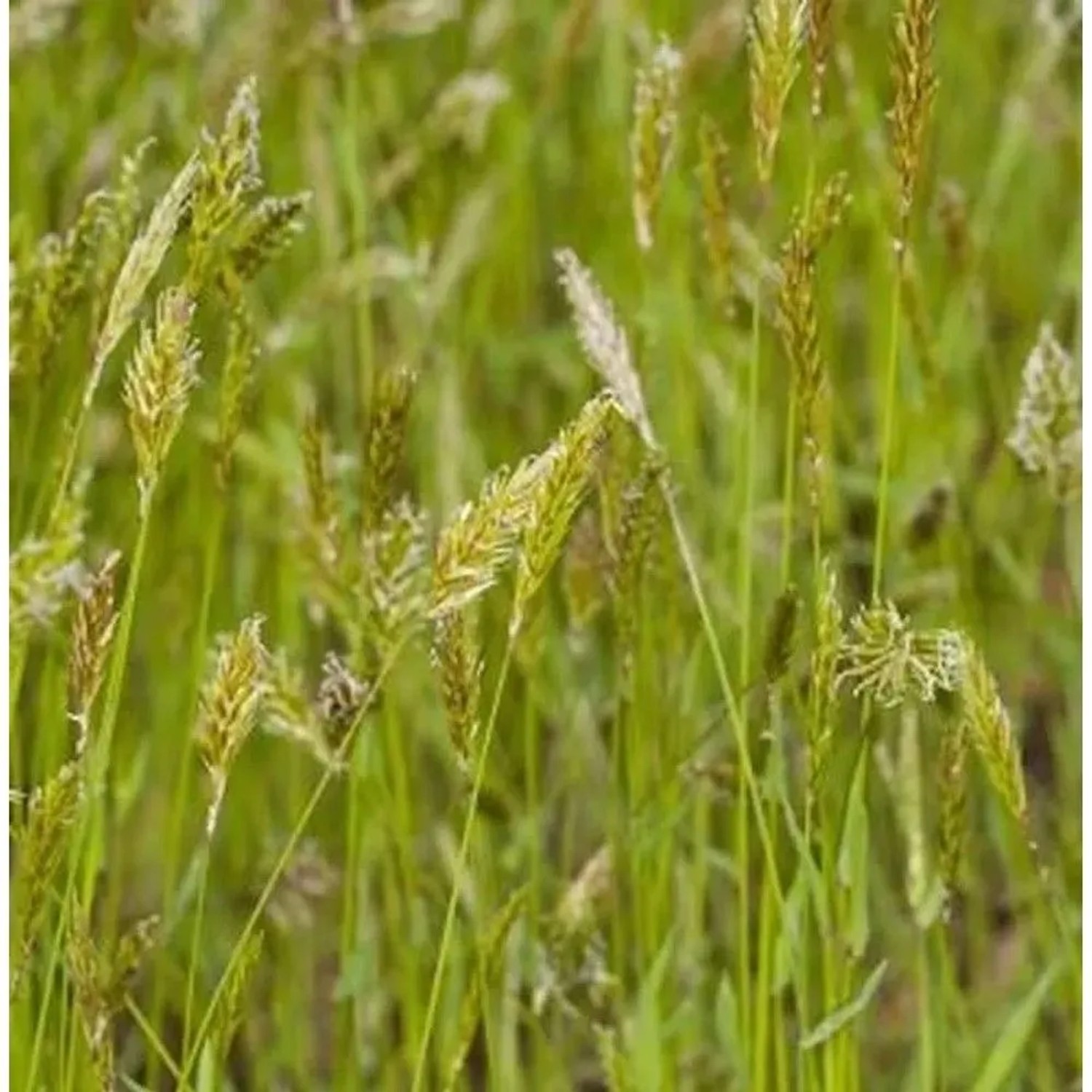 Wohlriechendes Ruchgras - Anthoxanthum odoratum