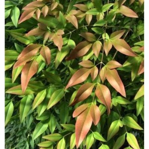 Himmelsbambus Firepower, Nandina domestica mit grün-roten Blättern.