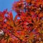 Acer Palmatum Trompenburg: Japanischer Ahorn mit tiefroten Blättern vor blauem Himmel.
