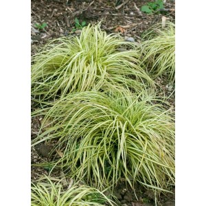 Japan-Segge 'Variegata' mit grün-weiß gestreiften Blättern im 2 Liter Topf.