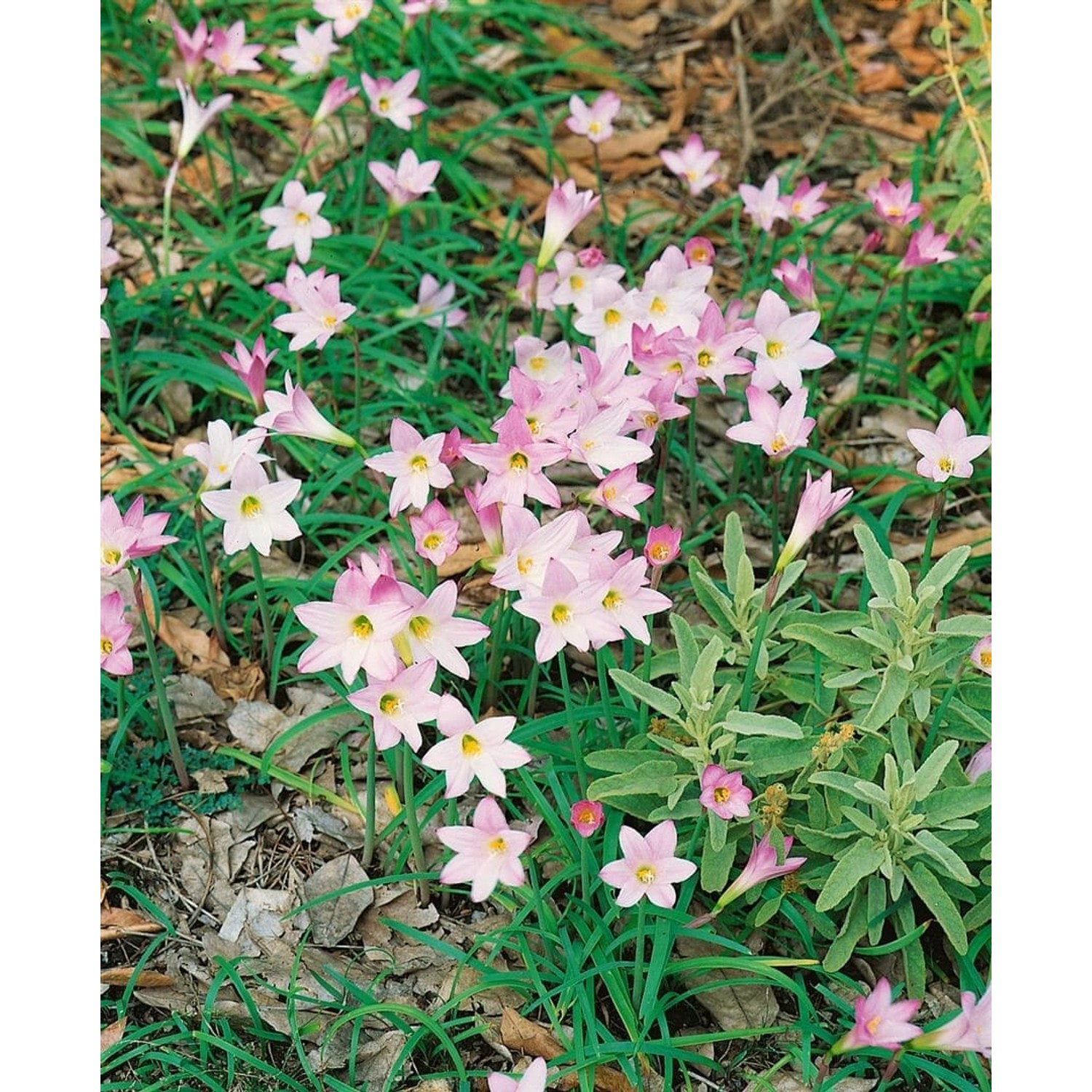 Crinum X Powellii Prachtlilie Ca. 11x11 cm Topf günstig online kaufen