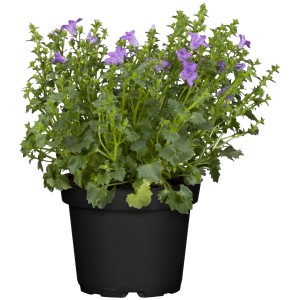 Dalmatiner Glockenblume im Topf, blaue Blüten. GROW by OBI, ideal als Bodendecker.