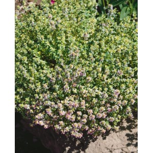 Zitronenthymian 'Golden King' mit goldgelben Blättern und rosa Blüten, Stauden für sonnige Standorte.