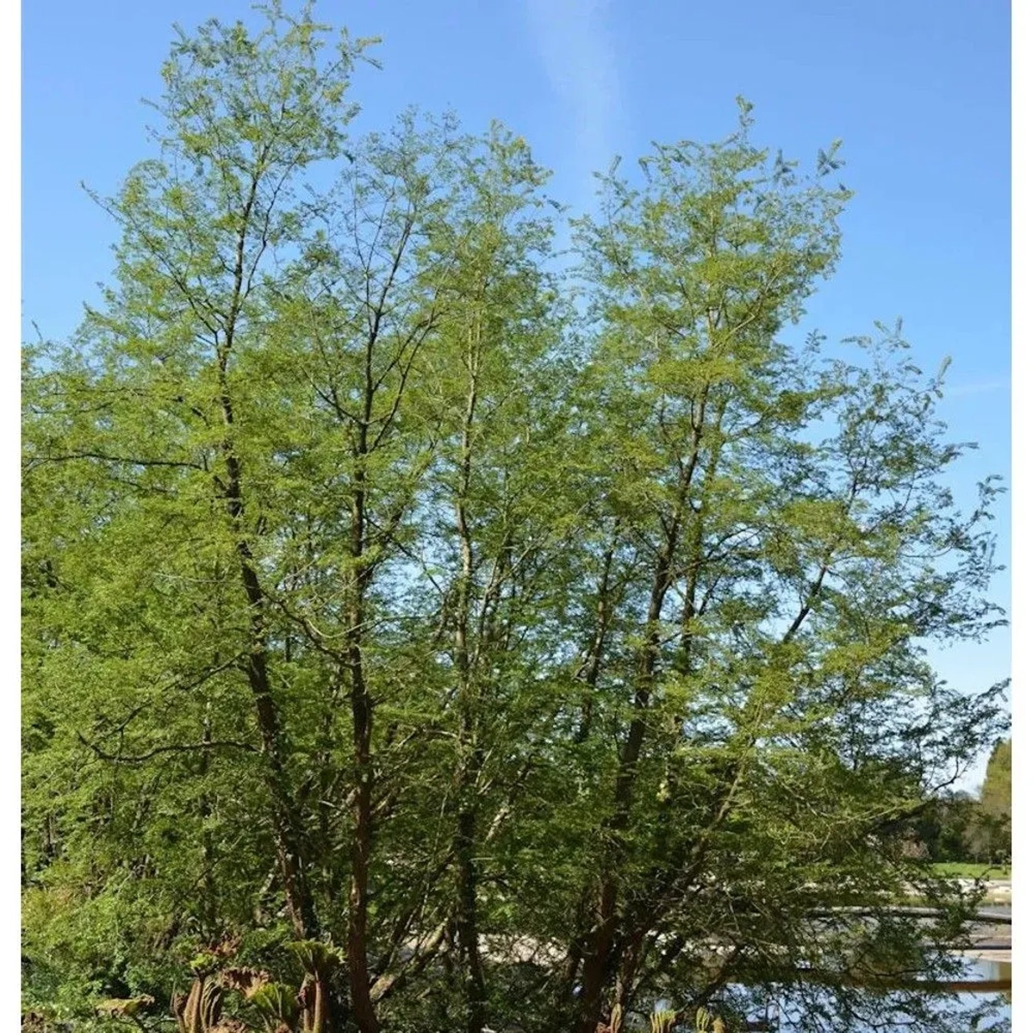 Antarktische Scheinbuche 80-100cm - Nothofagus antarctica