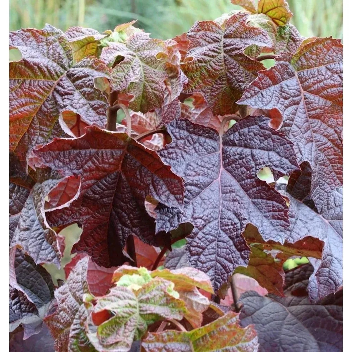 Eichenblättrige Hortensie Ruby Slippers 40-60cm - Hydrangea quercifolia