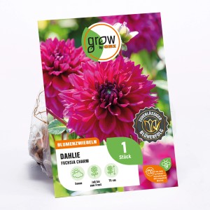 GROW by OBI Dahlie Fuchsia Charm, rosa Blüte, Höhe ca. 75cm.