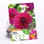 GROW by OBI Dahlie Fuchsia Charm, rosa Blüte, Höhe ca. 75cm.