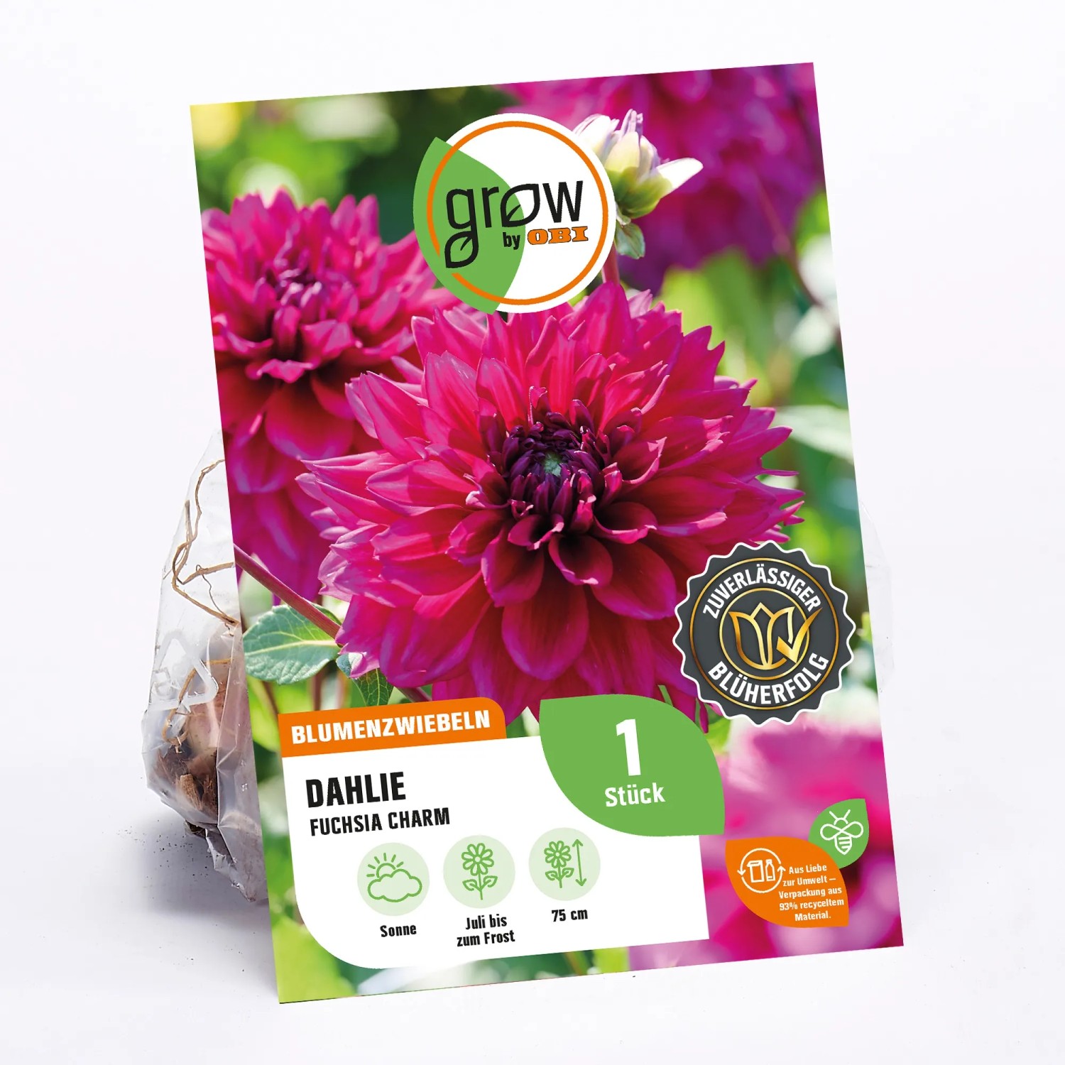 GROW by OBI Dahlie Fuchsia Charm, rosa Blüte, Höhe ca. 75cm.