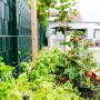 Tomaten und Gemüse wachsen in torffreier Compo Bio Erde im Gartenbeet.