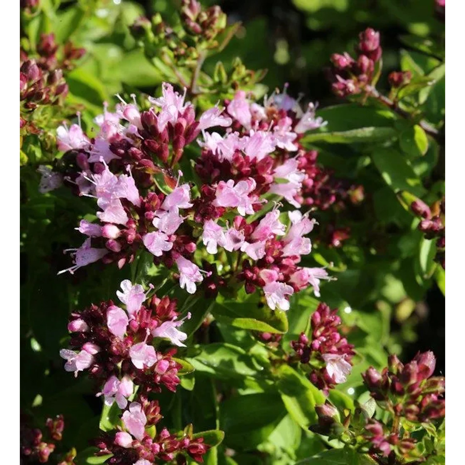 Oregano Hot and Spicy - Origanum vulgare
