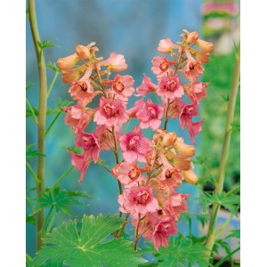 Rosa Rittersporn 'Pink Sensation' im Topf, eine elegante Staude für sonnige Standorte.