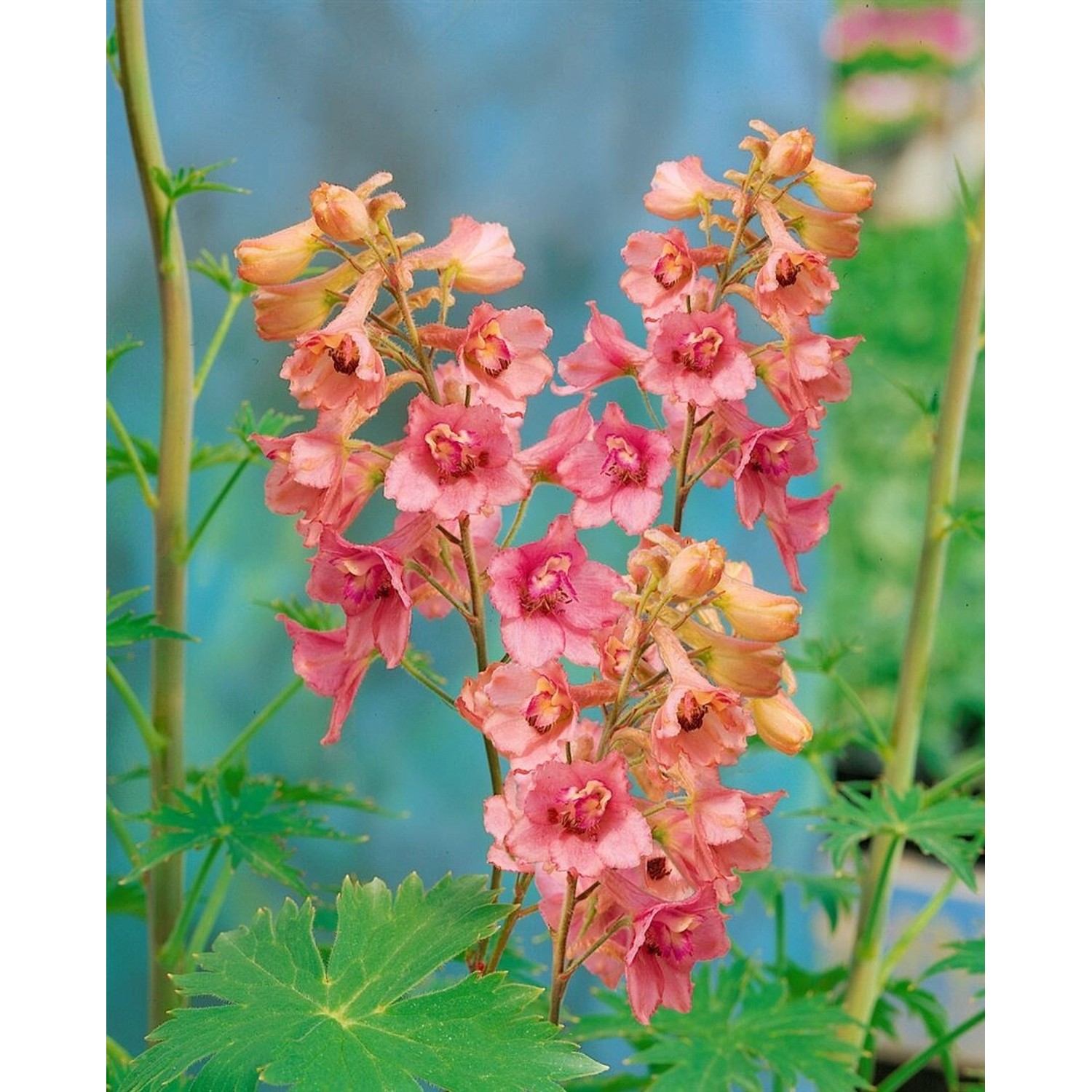 Delphinium X Ruysii Pink Sensation Rittersporn Ca. 11x11 cm Topf günstig online kaufen