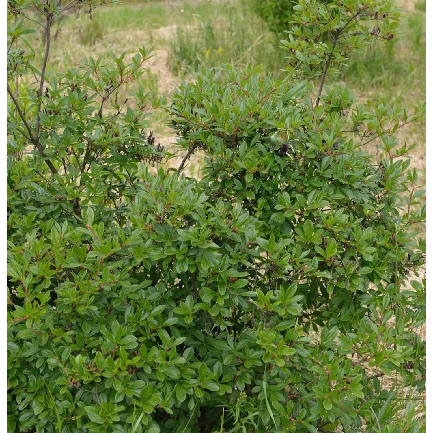 Zierliche Rhododendron 30-40cm - Rhododendron nitidulum