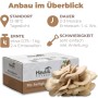 Hawlik Pilzbrut Kleines Bio Austernpilz Pilzzuchtset für Zuhause Pilzkultur für Hobby-Pilzzucht_2