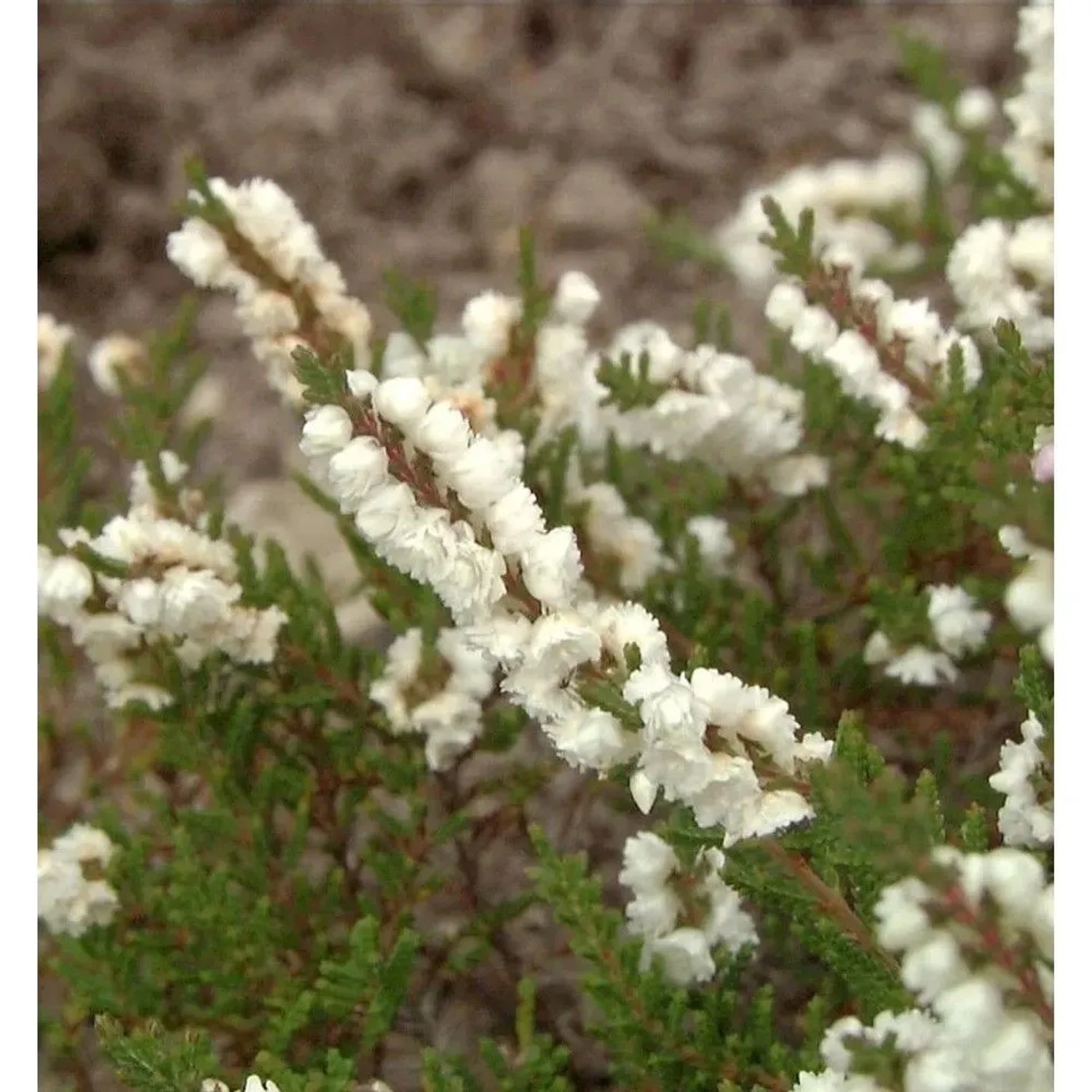 10x Besenheide Wollners Weiße - Calluna vulgaris