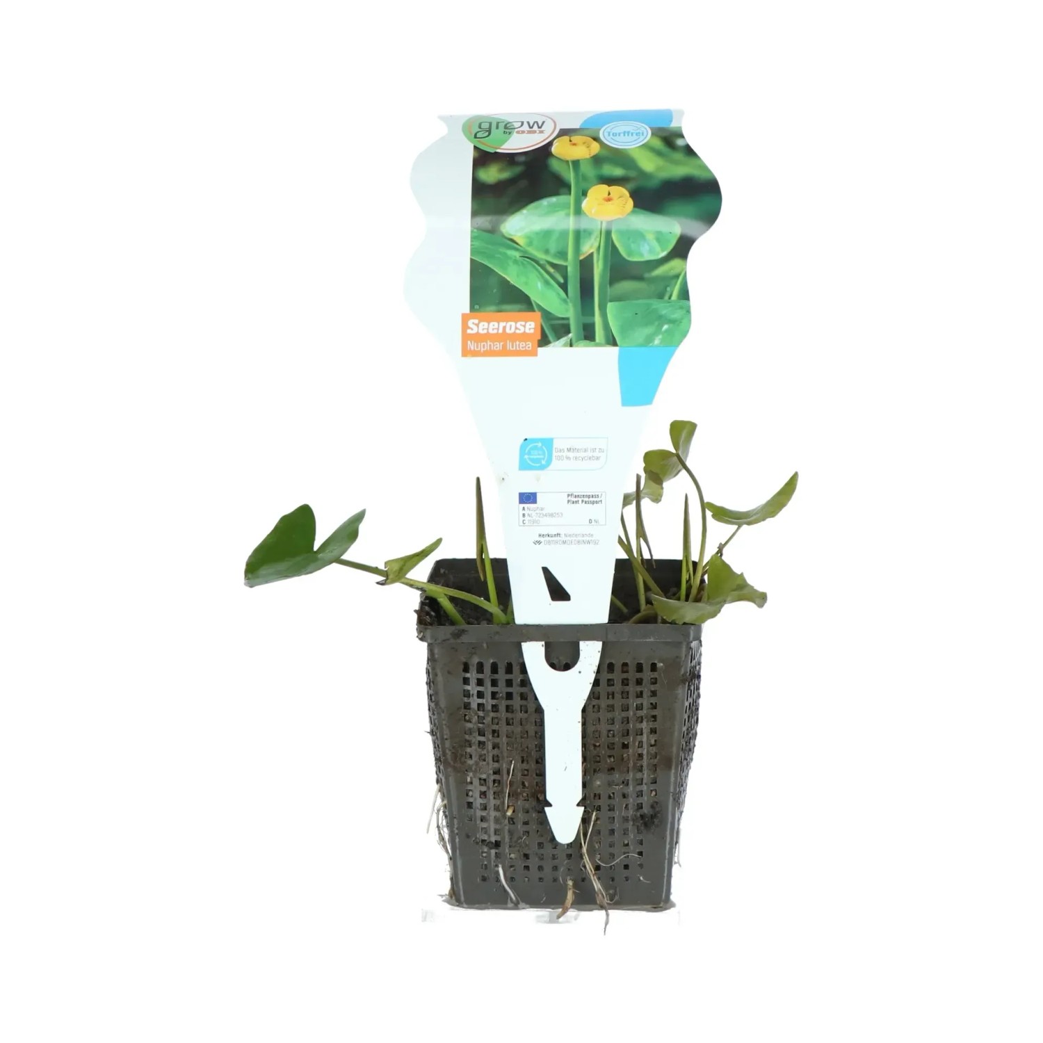 GROW by OBI Gelbe Teichrose Topf-Ø ca. 11 cm Nuphar lutea