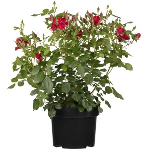 Beetrosen Mix Rot im Topf, ca. 10-20 cm hoch, mit roten Blüten und grünen Blättern.