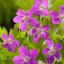 Rosa Sumpf-Storchschnabel (Geranium palustris) mit grünen Blättern, Topf-Ø ca. 9 cm.