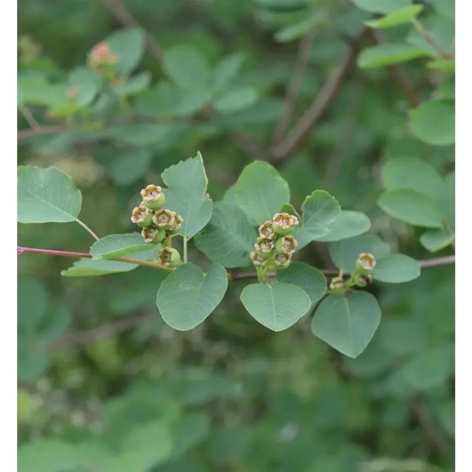 Felsenbirne Honeywood 60-80cm - Amelanchier alnifolia