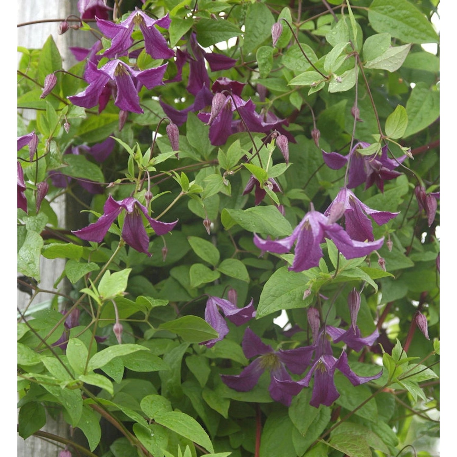 Robuste Waldrebe 40-60cm - Clematis viticella günstig online kaufen