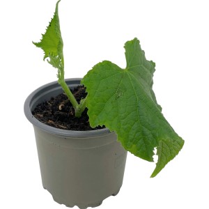 Junge Kastengurke (Cucumis sativus) im Topf, grüne Blätter.