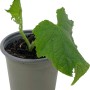 Junge Kastengurke (Cucumis sativus) im Topf, grüne Blätter.