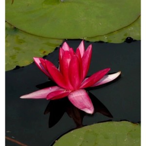 Zwerg Seerose Rubra - Nymphaea pygmaea