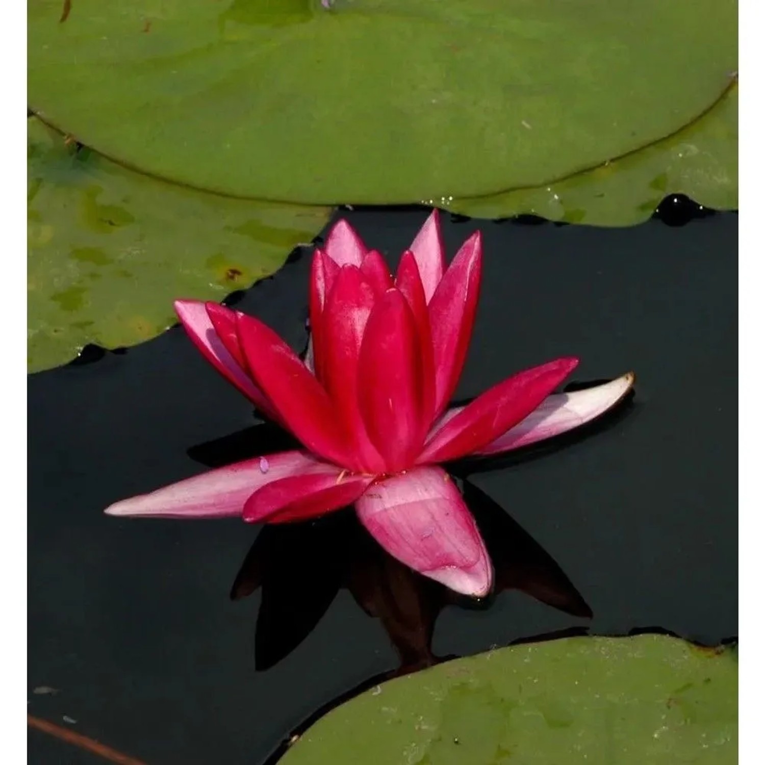 Zwerg Seerose Rubra - Nymphaea pygmaea