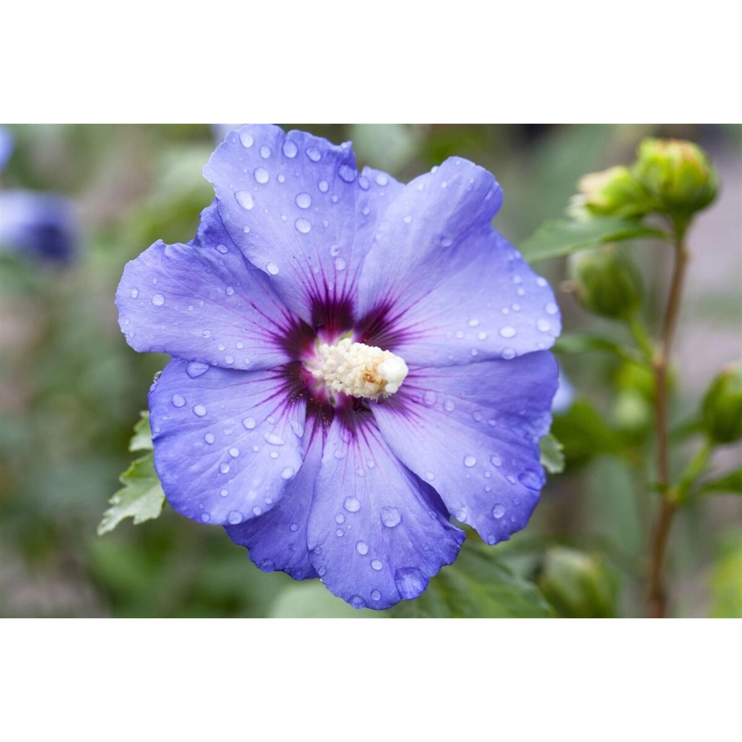 Hibiscus Syriacus Oiseau Bleu Gartenhibiskus Blau 80 cm Stammhöhe günstig online kaufen