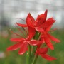 Leuchtend rote Kaffernlilie (Schizostylis coccinea) im 9x9 cm Topf.