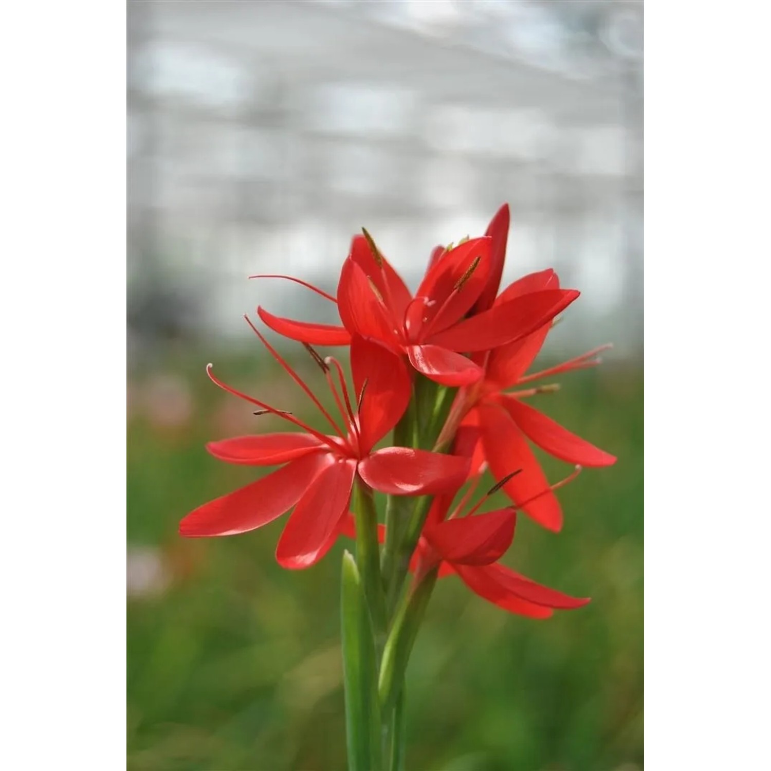 Leuchtend rote Kaffernlilie (Schizostylis coccinea) im 9x9 cm Topf.
