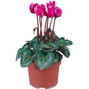 Alpenveilchen Fantasia lila im Topf, ca. 10,5 cm Durchmesser. Dekorative Zimmerpflanze mit lila Blüten und weißem Rand.