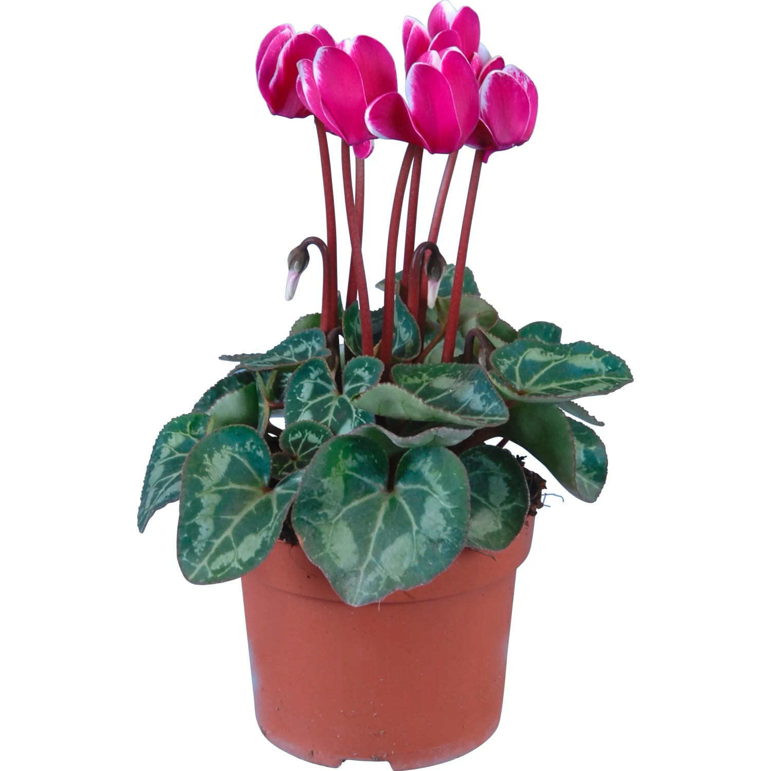 bio saatgut alte sorten Bio-Tomaten Samen-Set kaufen