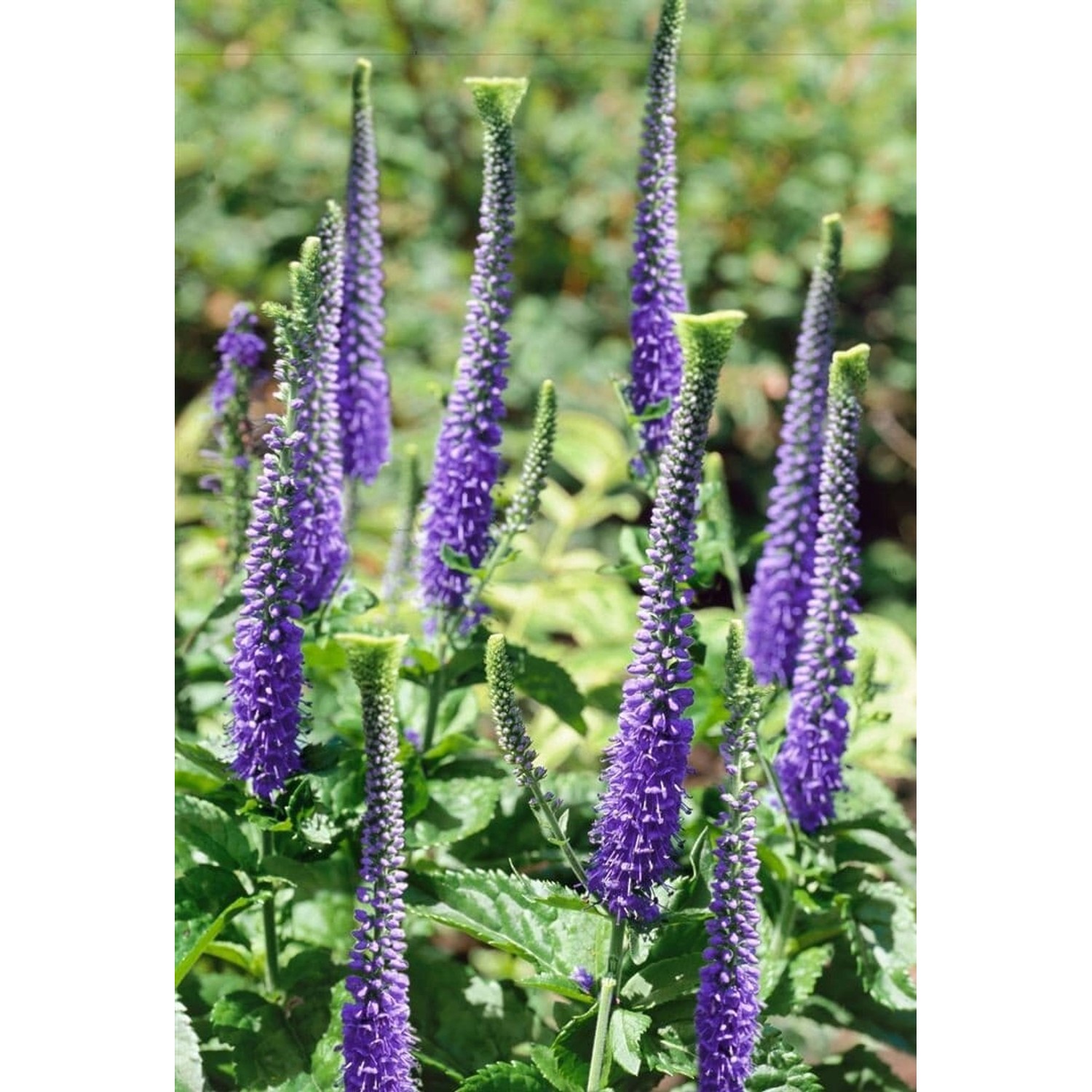 Veronica Spicata Blaufuchs Ährensalbei Ca. 9x9 cm Topf günstig online kaufen