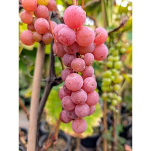 Weinrebe Suffolk Red mit roten Trauben. Süße, platzfeste Sorte für den Garten.