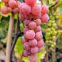 Weinrebe Suffolk Red mit roten Trauben. Süße, platzfeste Sorte für den Garten.