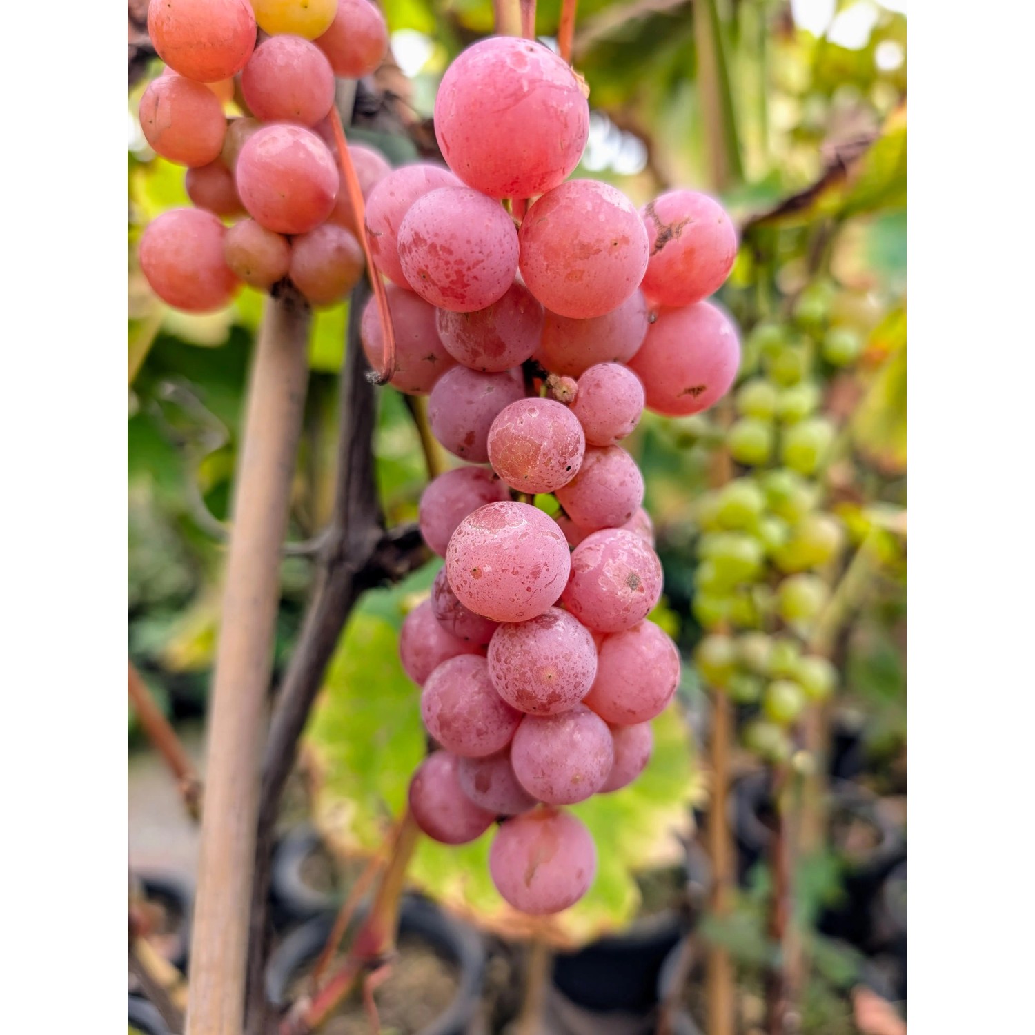 Weinrebe Suffolk Red, rot 60 - 80 cm Vitis vinifera