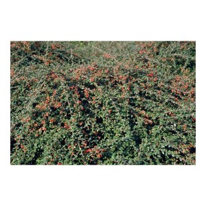 Teppich-Zwergmispel 'Coral Beauty' mit roten Beeren, ideal als Bodendecker.