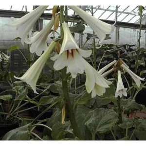 Riesen Lilie - Cardiocrinum giganteum