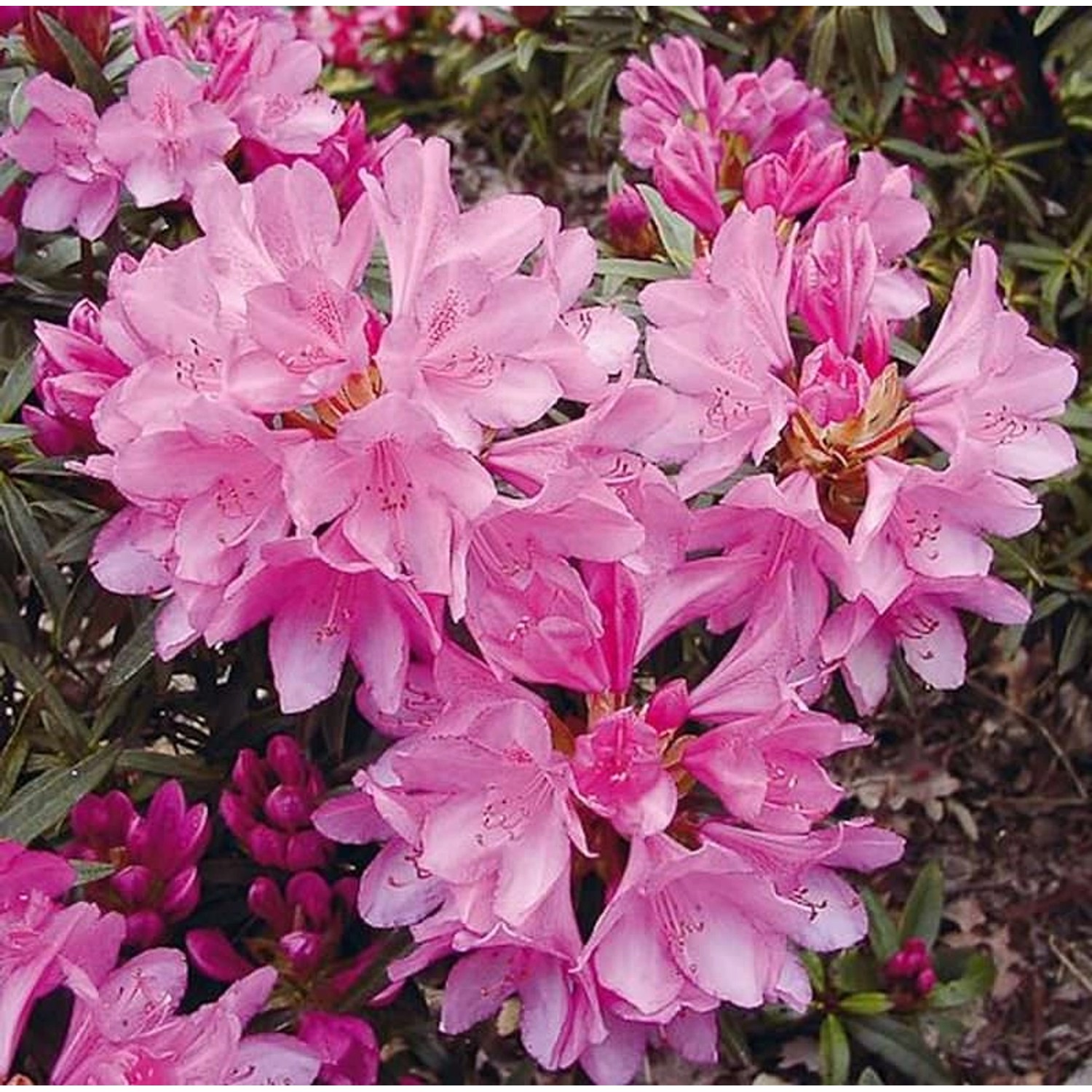 INKARHO - Rhododendron Graziella 30-40cm - Rhododendron ponticum günstig online kaufen