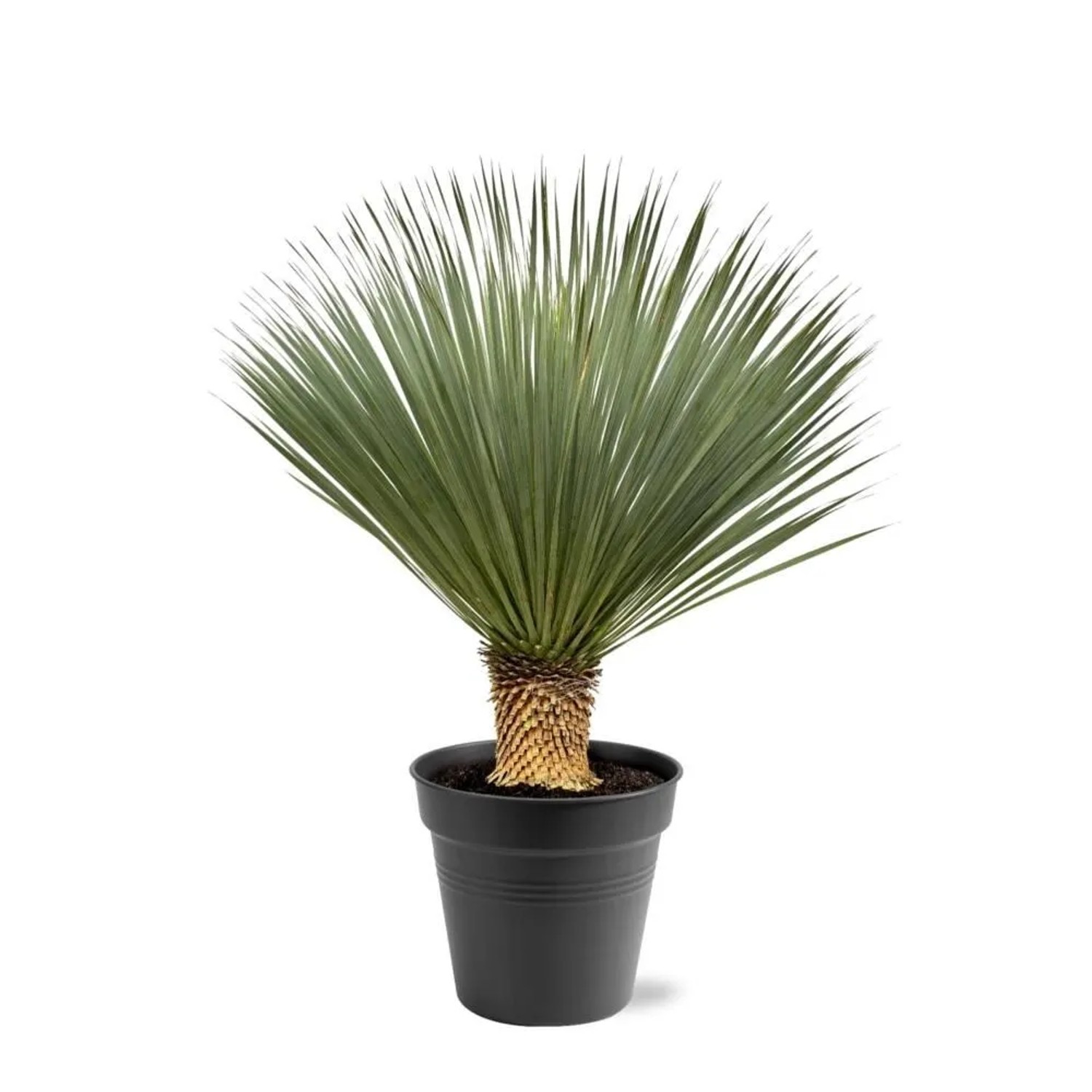 Exotenherz Palmlilie Yucca Rostrata 40cm Topf ca. 100-120cm Hoch